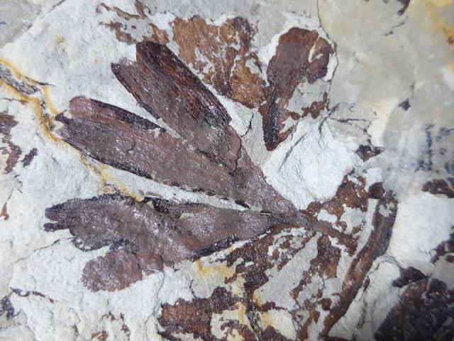 Ginkgo huttoni (STERNBERG in HEER 1876) - Bild &copy; FossNet FossilienStore